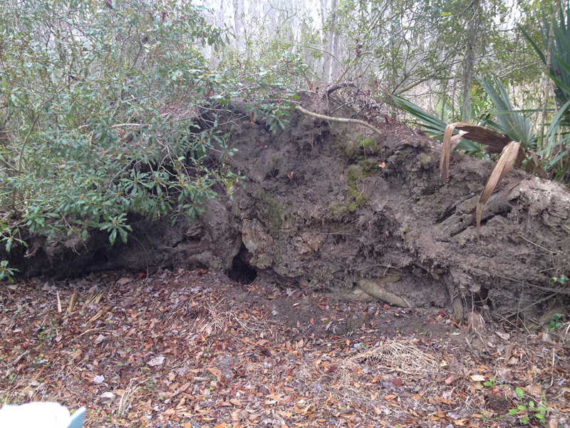 Tree Throws Don't Overlook this Natural Resource Loyola University